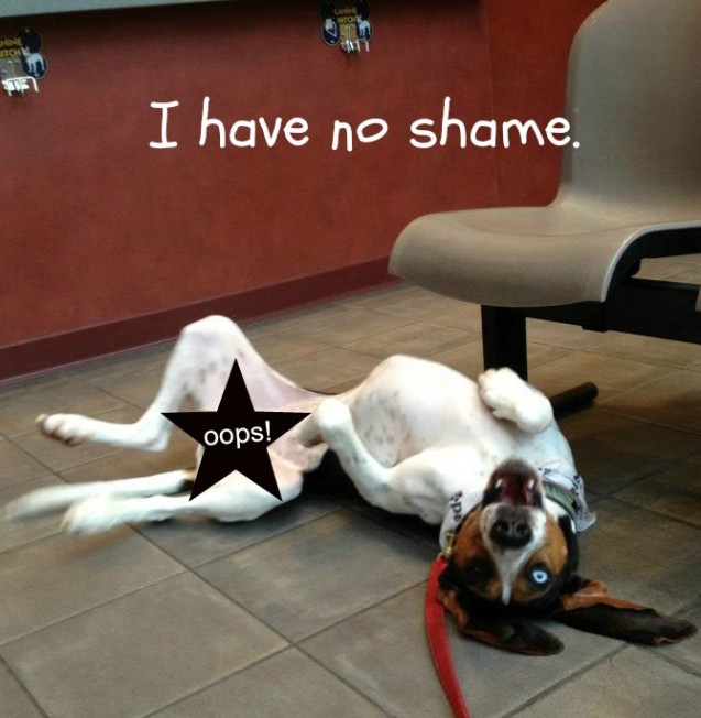 chancedogshame