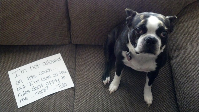 dog-shaming-3