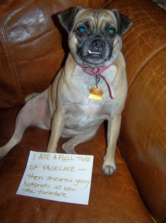 dog-shaming16