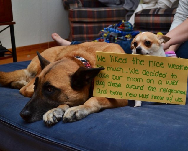 dog-shaming18