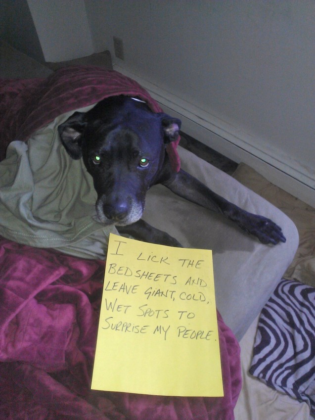 dogshaming