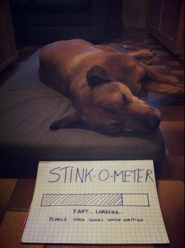 dogshaming14