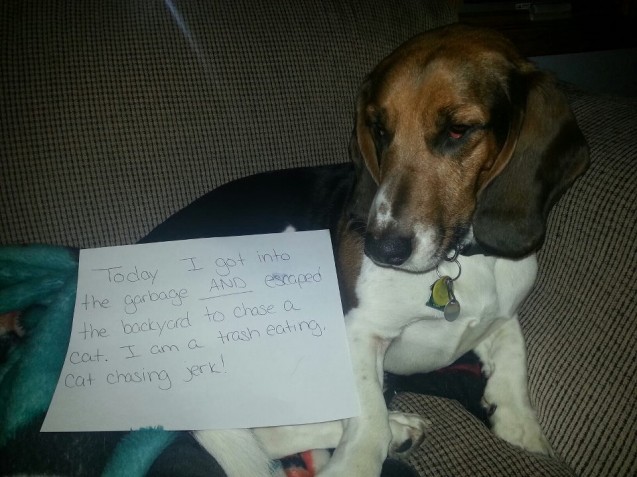 dogshaming22