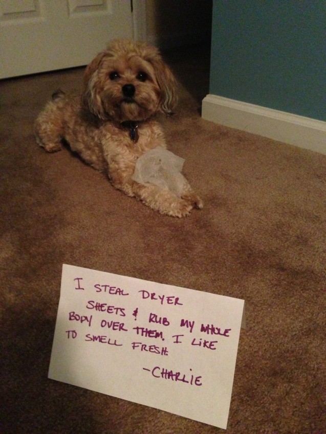 dogshaming6