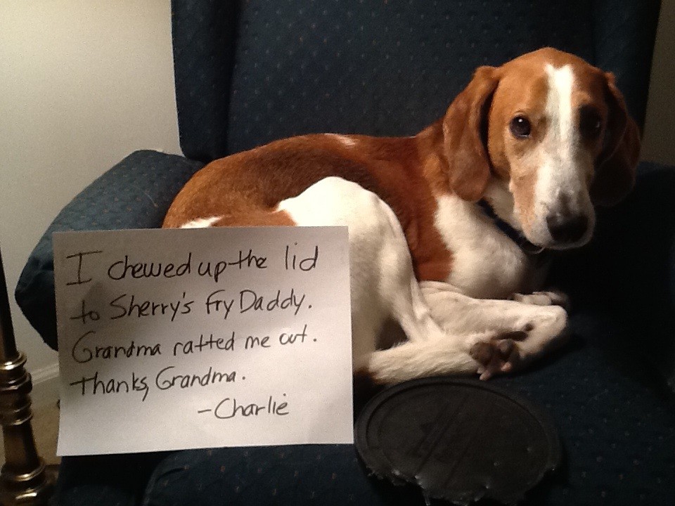 Grandma's a snitch! - Dogshaming