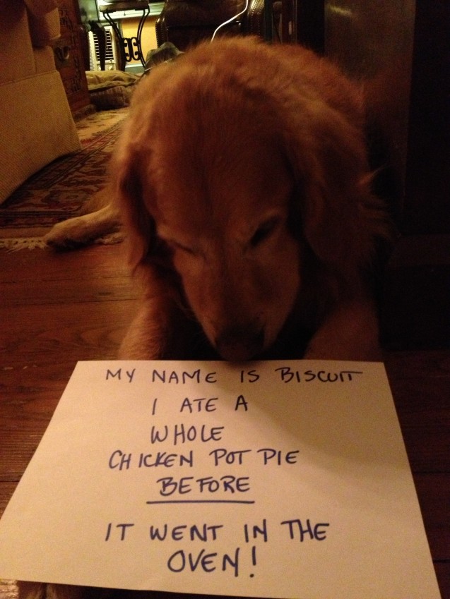 Dog ate a clearance rotisserie chicken