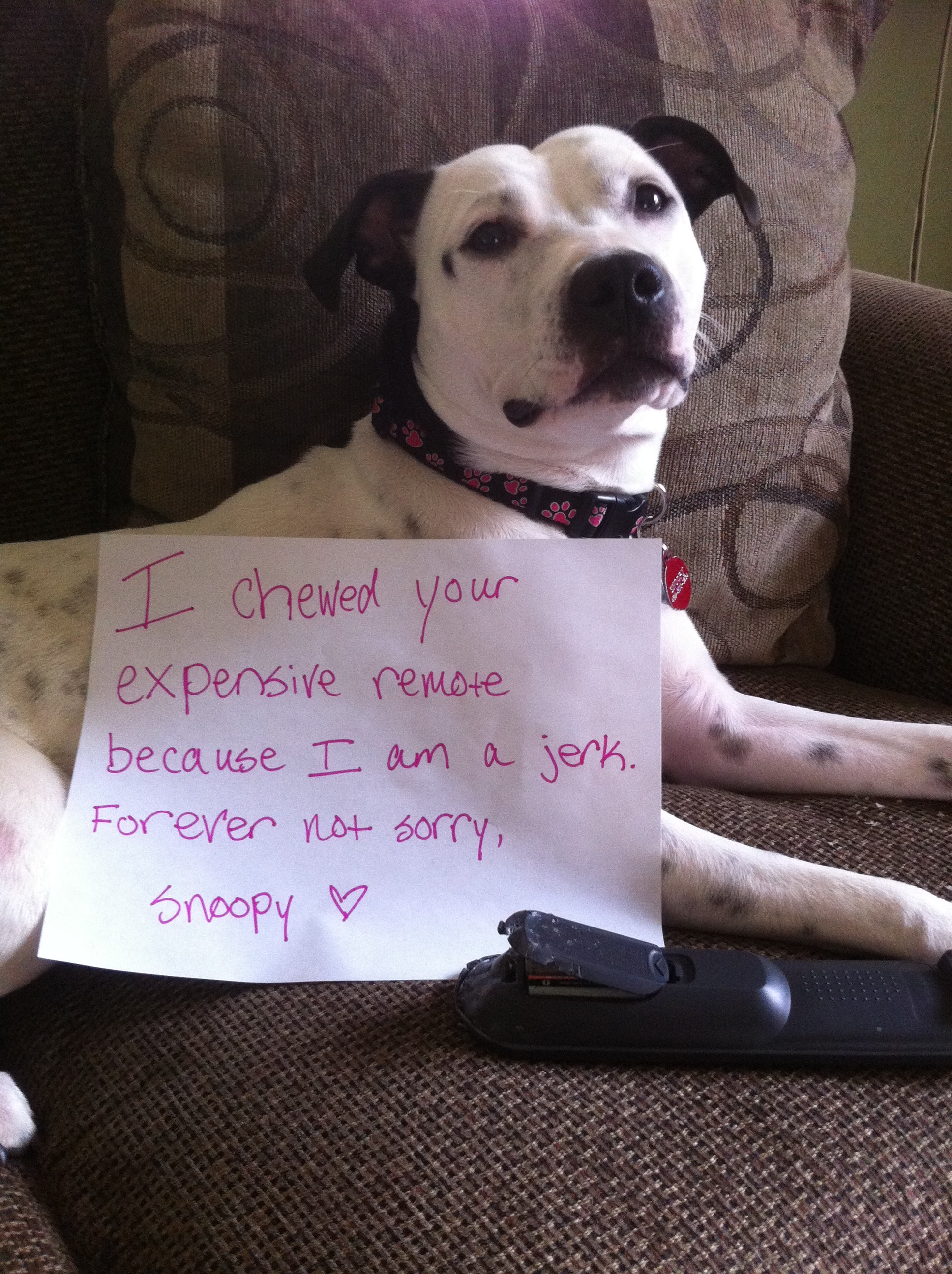 Eight Dogs And One Cat Who Aren T Down With Technology Dogshaming