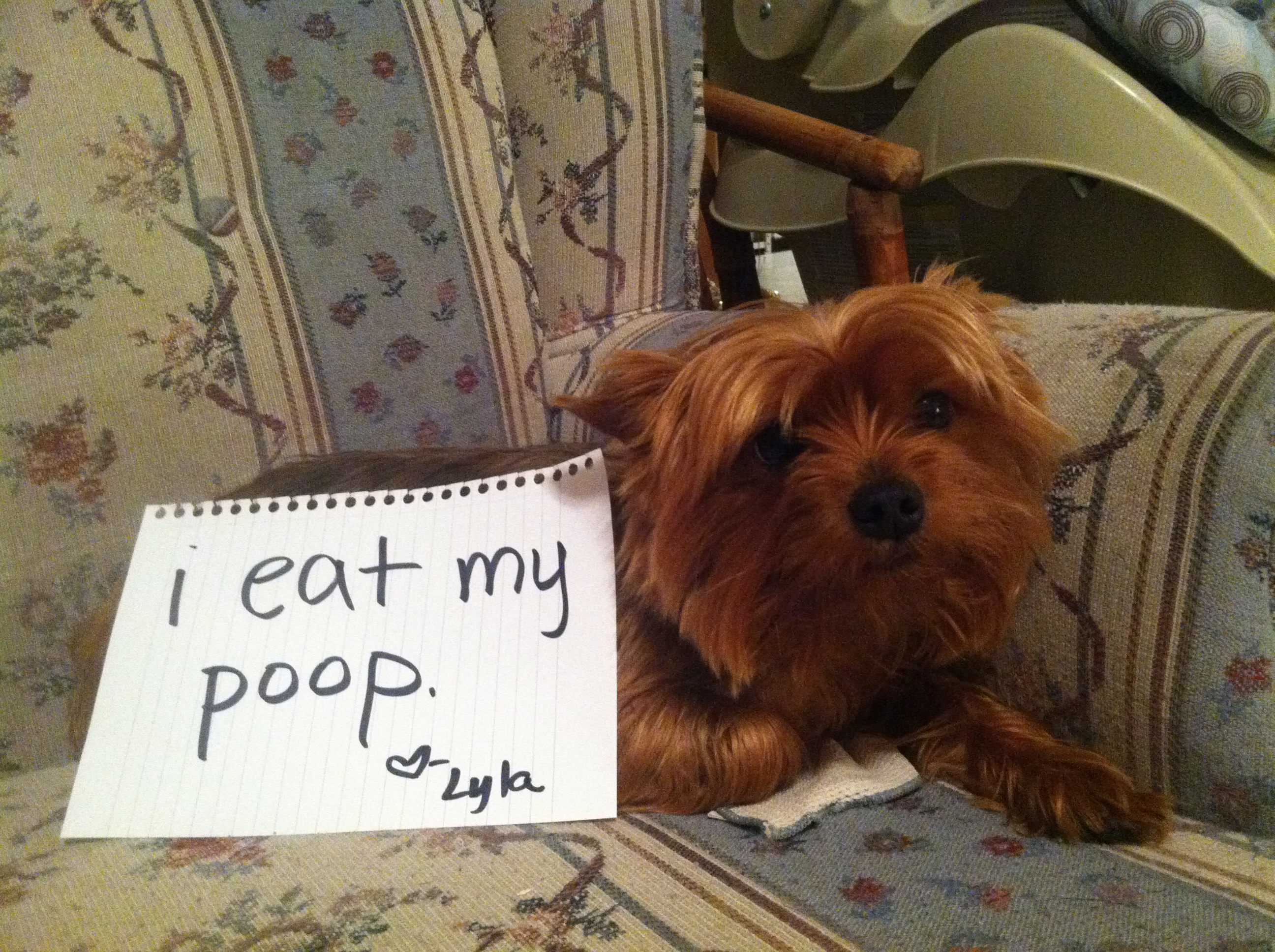 Lyla the Poop Eating Yorkie Dogshaming