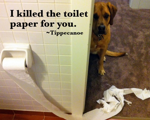 toiletpaper-copy1