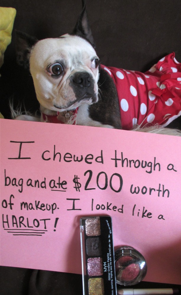 zoedogshaming2