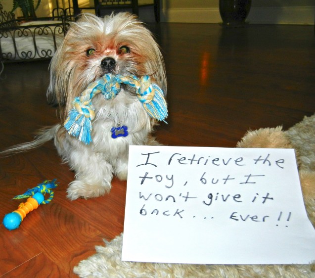 Bandits-dog-shaming-photo