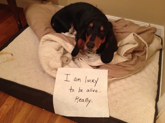 Coco-dog-shaming