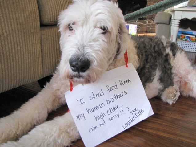 Dog-Shame-004