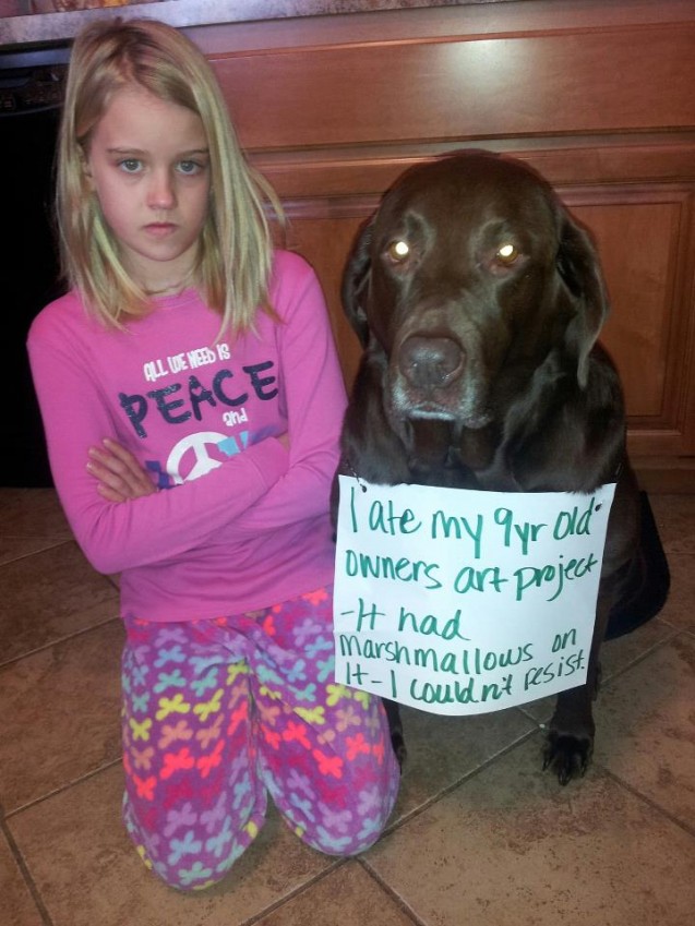 Dog-Shaming2