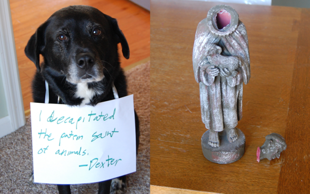 Dog-shaming