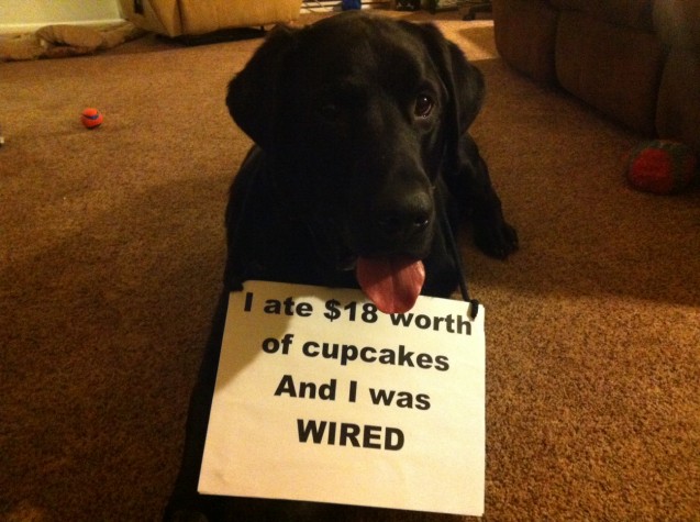 Dog-shaming1