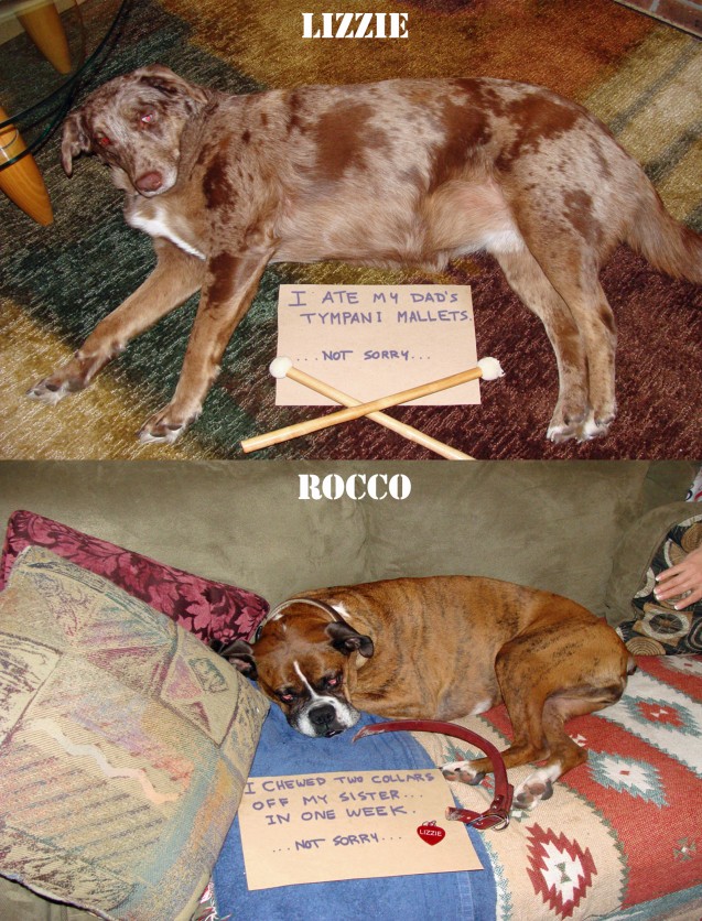 DogShaming2