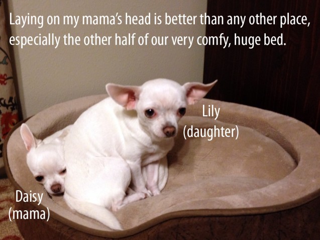 Dogshaming-Pic