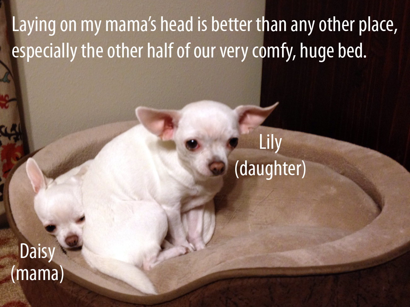 Lily's chihuahuas new arrivals