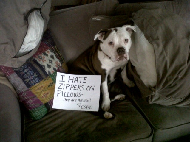 Esme-Dog-Shame-1