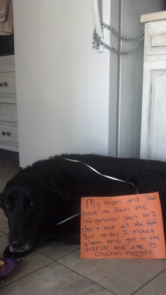 Kooba-Dog-Shaming