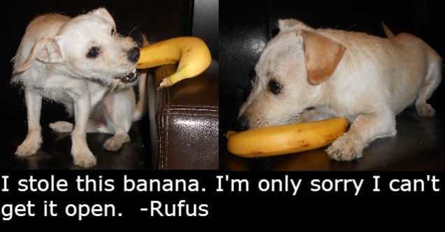 Rufus-Banana-Thief