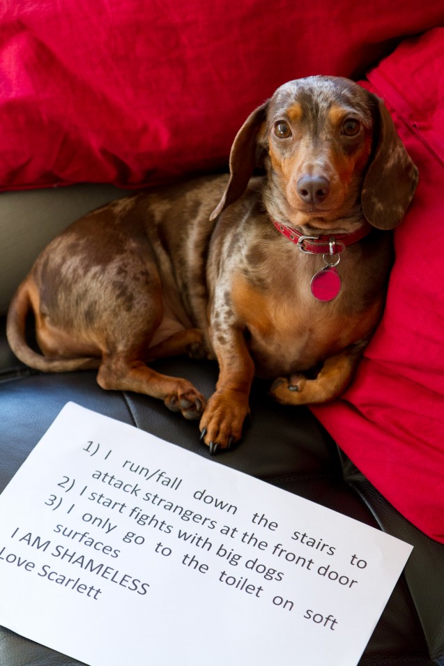 Scarlett-dog-shaming