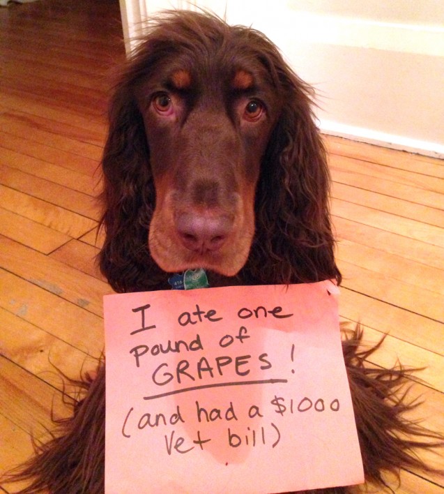 arfie_grapes