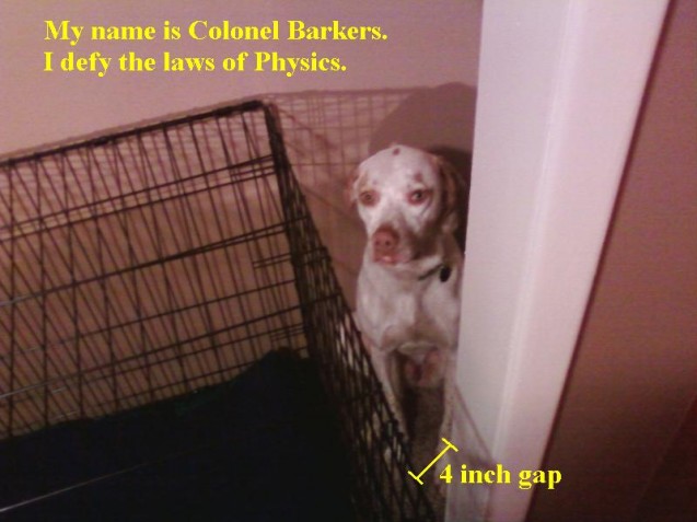 barkers-in-closet