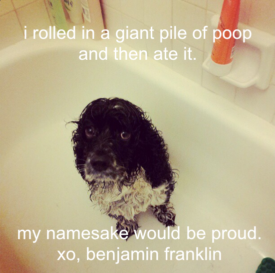 ben-frank-dogshaming