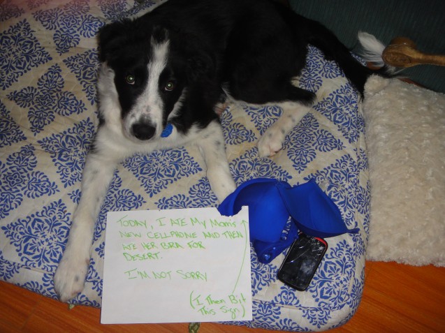 dog-shaming-014