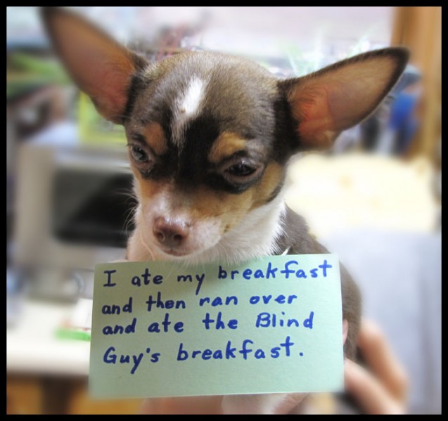 dog-shaming-wf