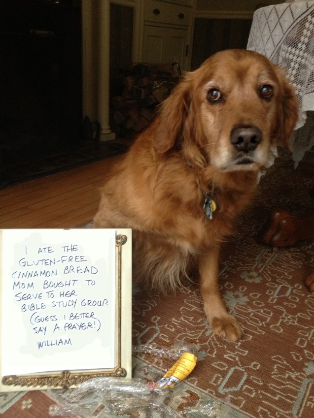 dog-shaming10