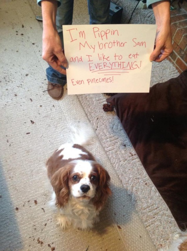 dog-shaming8