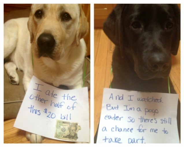 dogshame8