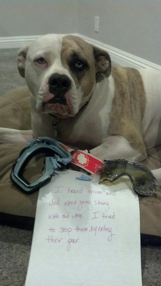 dogshaming-Kaya