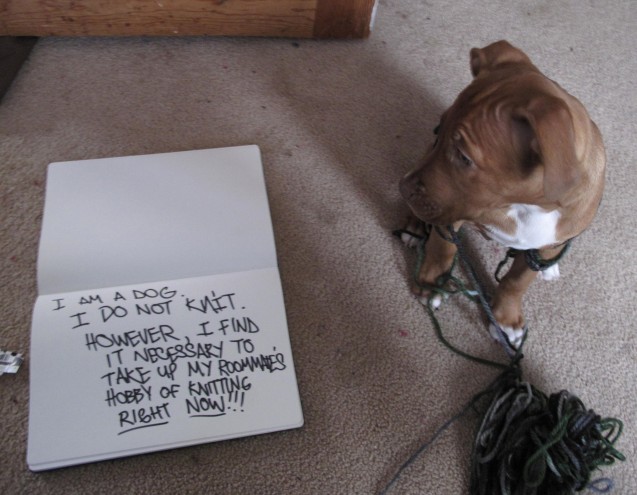 dogshaming