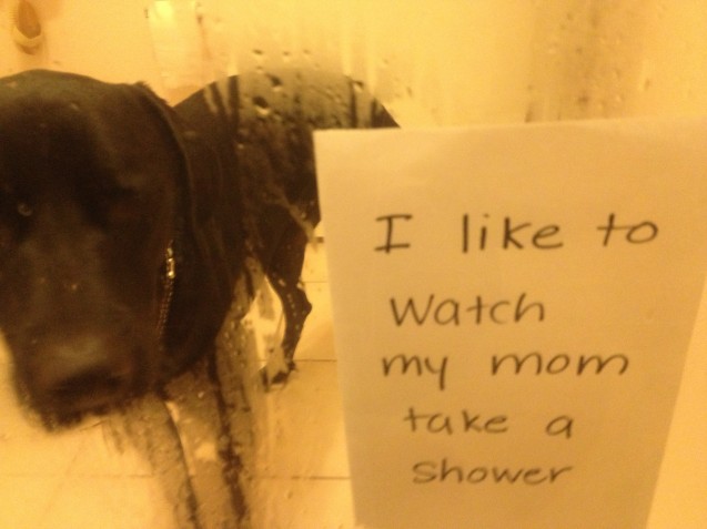 dogshaming3