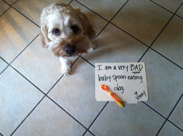 dogshaming7