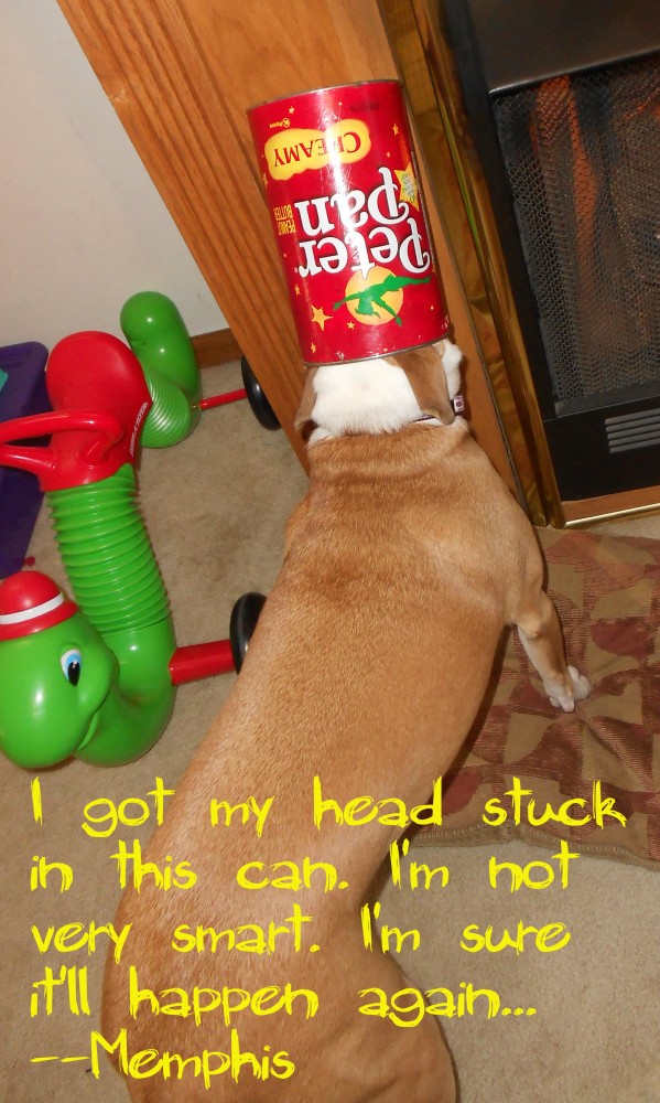 dumbest-dog-ever-002