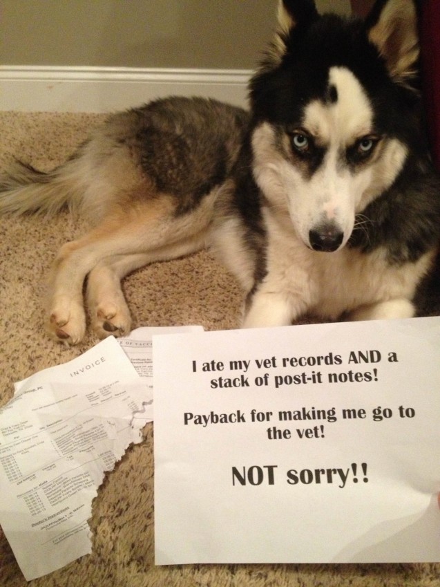 koda-shaming