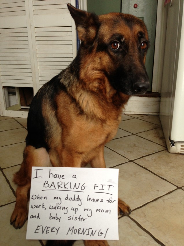 Naughty alarm clock - Dogshaming