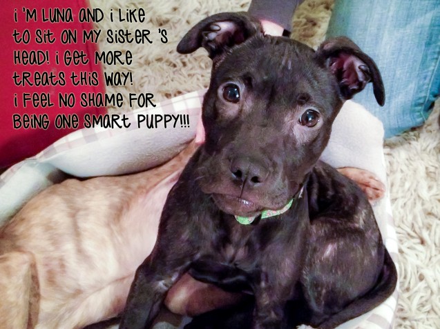 luna-dog-shaming-smart-puppy-4