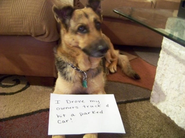 pet-dog-shaming-hit-car-drove-truck