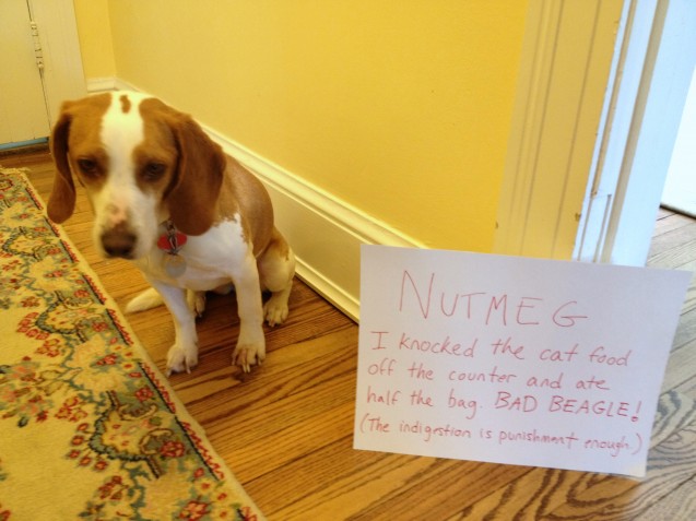 Cat Food Regret - Dogshaming