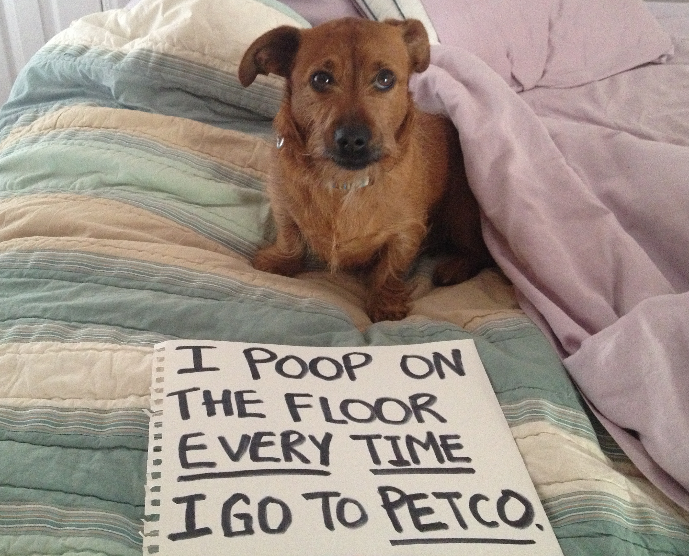 take me to petco