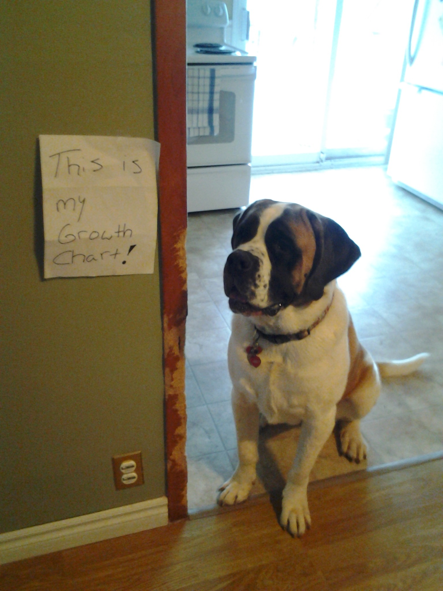 Saint Bernard Growth Chart