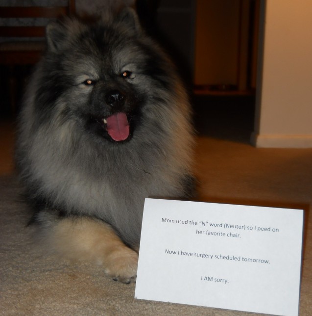 Aiden-Dogshaming-Photo