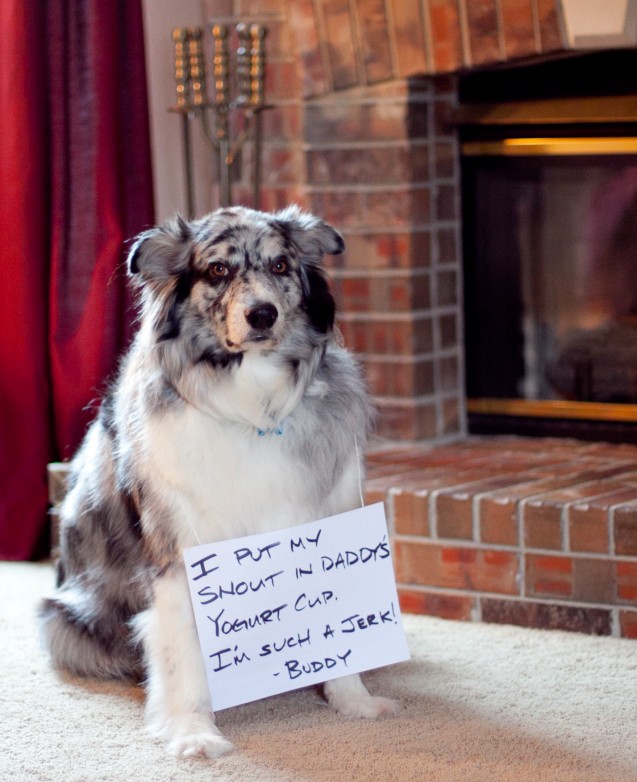 Buddy-Jr-shaming-March-2013