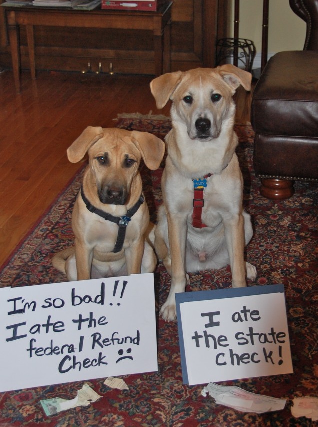 tax-refund-time-dogshaming